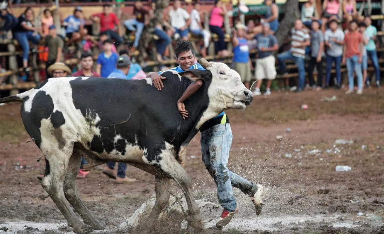 Espectáculo de toros y hombres recios anima fiesta más tradicional de Panamá