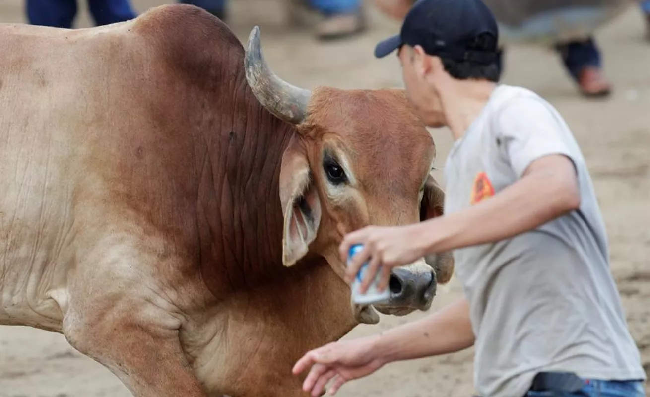 Espectáculo de toros y hombres recios anima fiesta más tradicional de Panamá