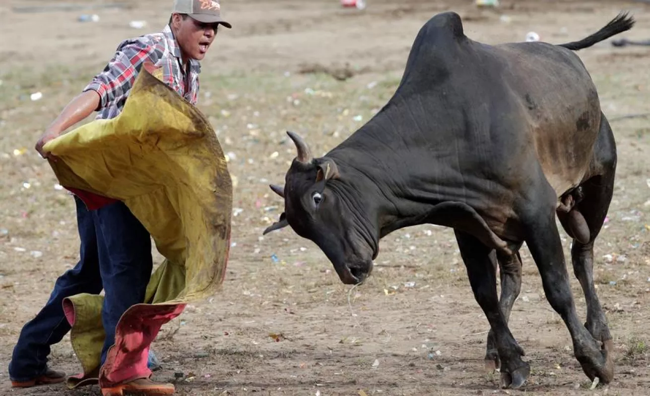 Espectáculo de toros y hombres recios anima fiesta más tradicional de Panamá