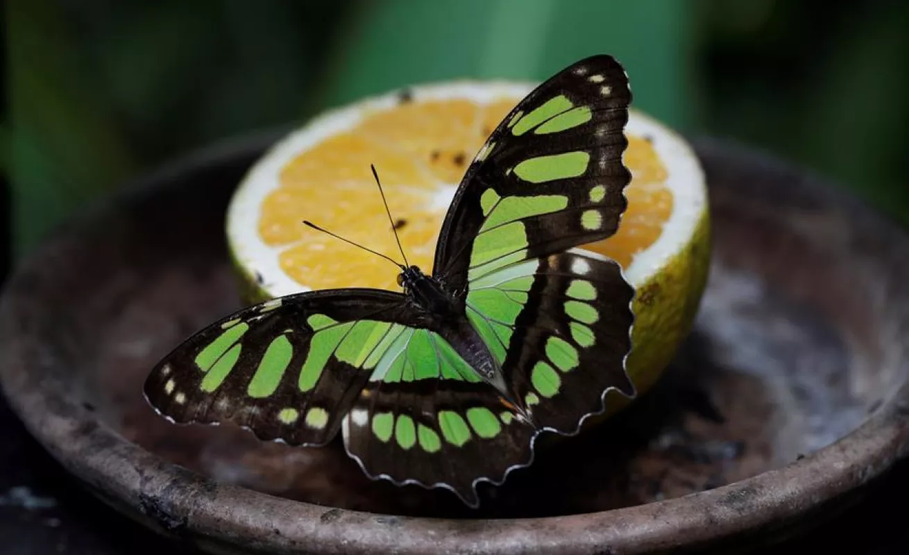 Mariposario de Panamá hace gala de su extensa variedad de especies autóctonas