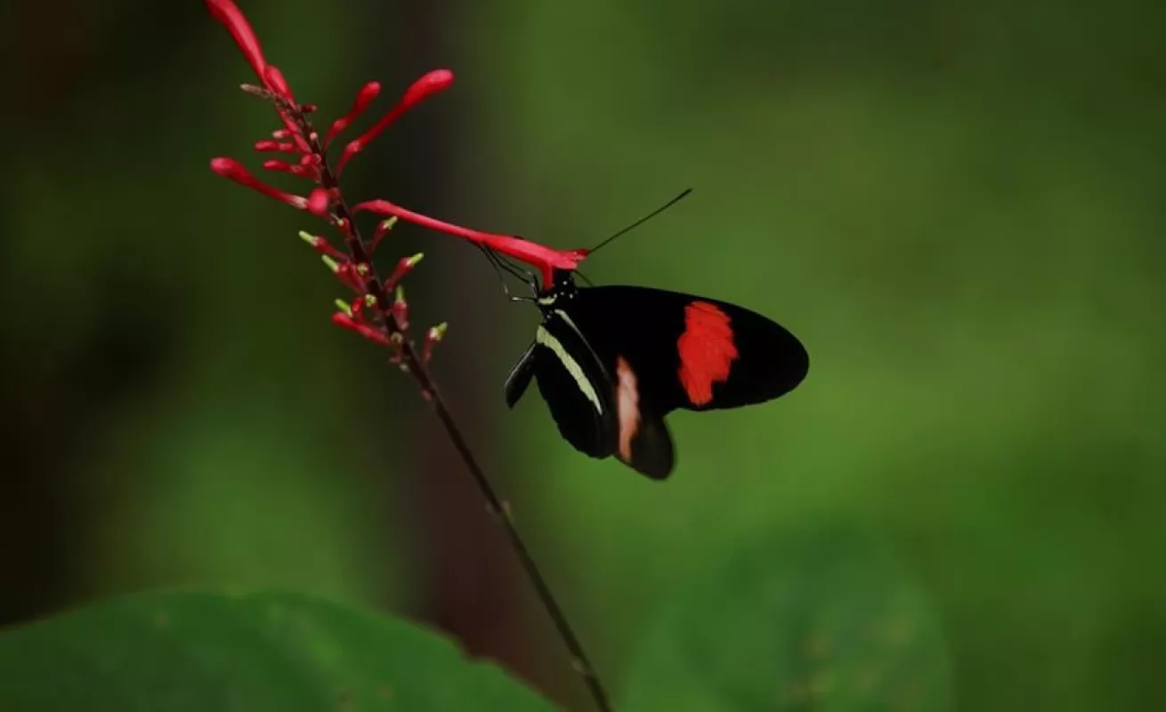 Mariposario de Panamá hace gala de su extensa variedad de especies autóctonas