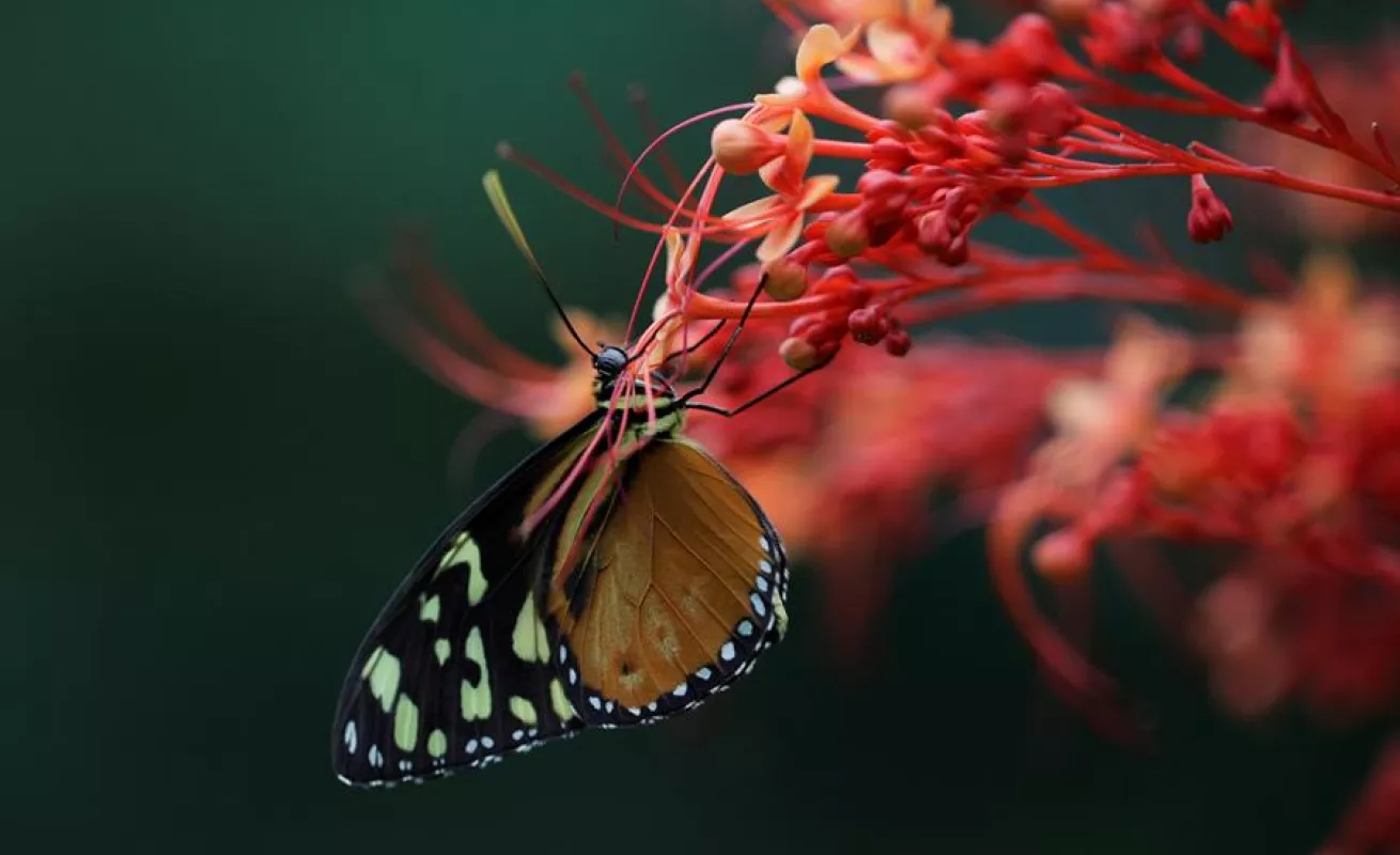 Mariposario de Panamá hace gala de su extensa variedad de especies autóctonas
