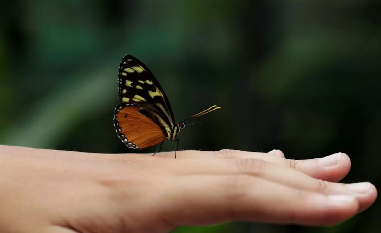 Mariposario de Panamá hace gala de su extensa variedad de especies autóctonas