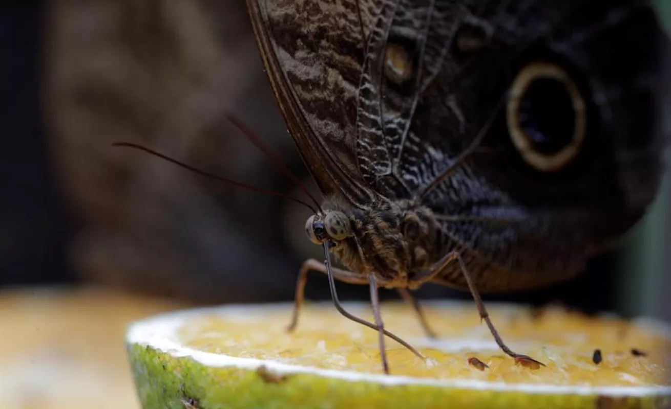 Mariposario de Panamá hace gala de su extensa variedad de especies autóctonas