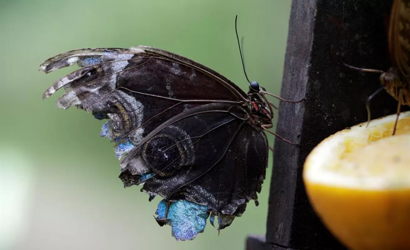 Mariposario de Panamá hace gala de su extensa variedad de especies autóctonas