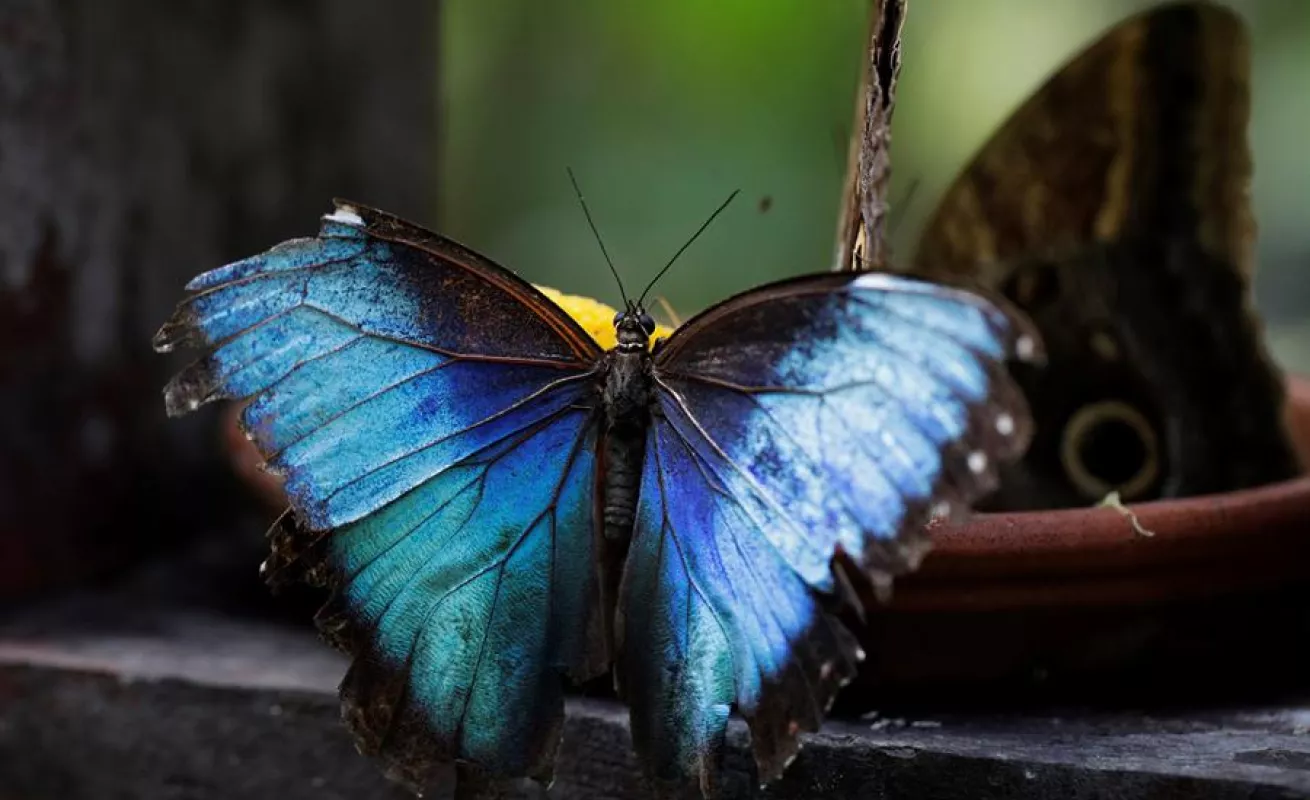 Mariposario de Panamá hace gala de su extensa variedad de especies autóctonas