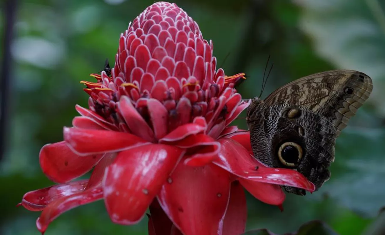 Mariposario de Panamá hace gala de su extensa variedad de especies autóctonas