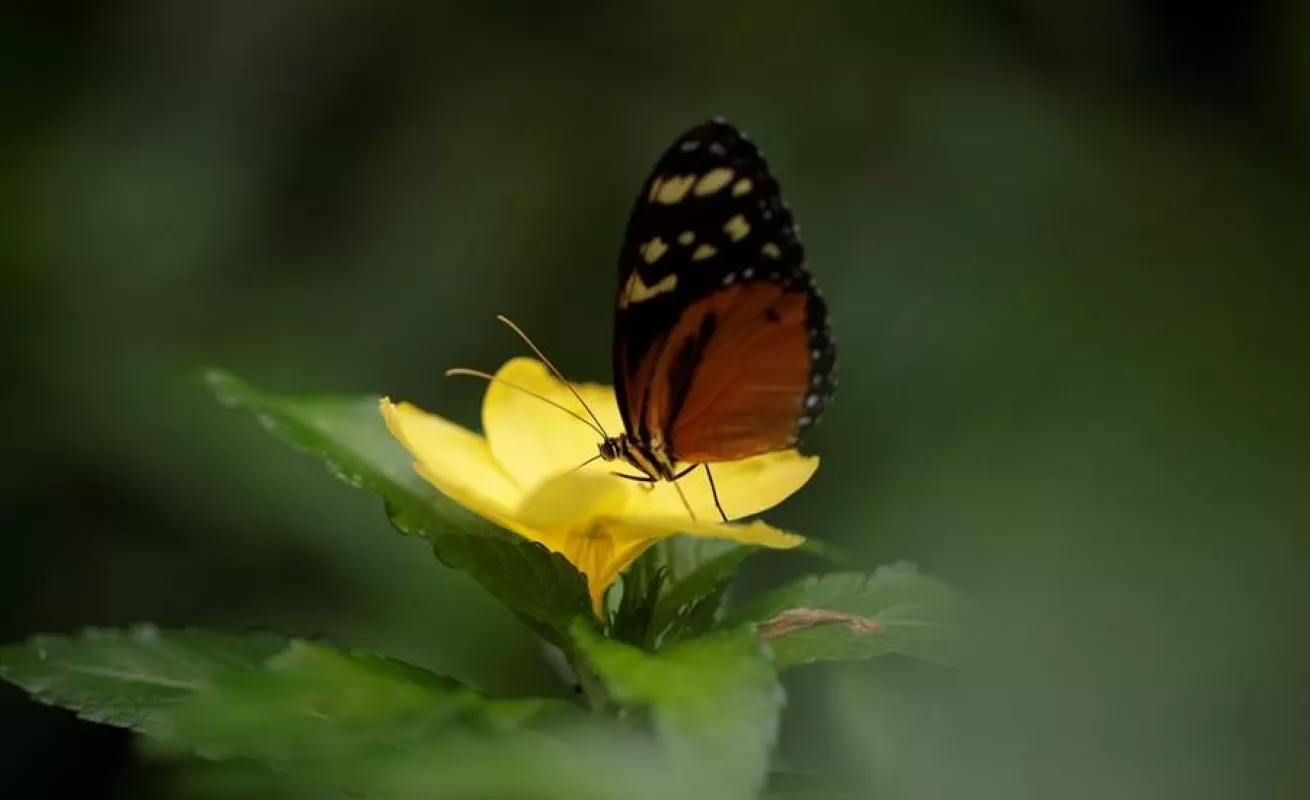 Mariposario de Panamá hace gala de su extensa variedad de especies autóctonas