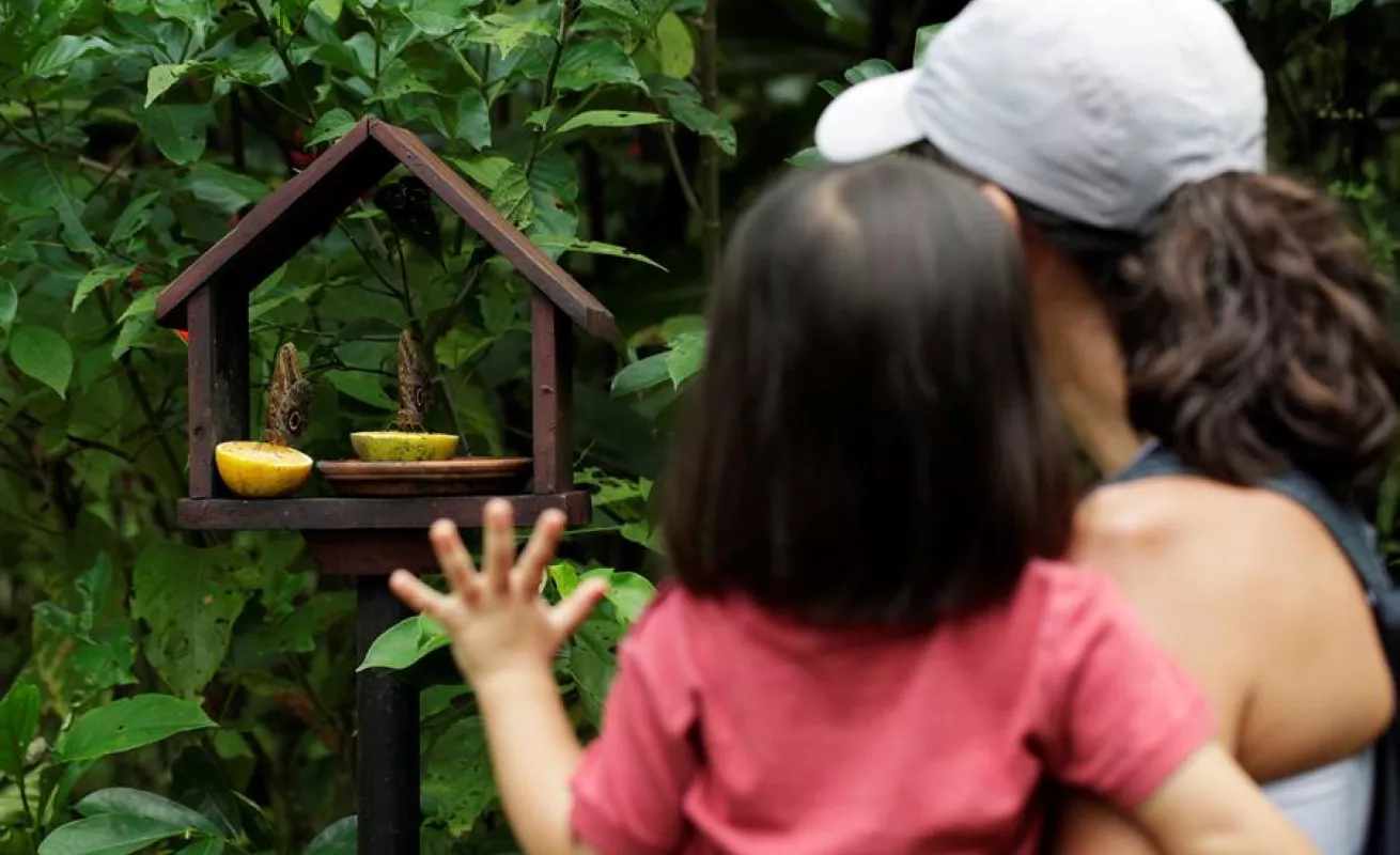 Mariposario de Panamá hace gala de su extensa variedad de especies autóctonas