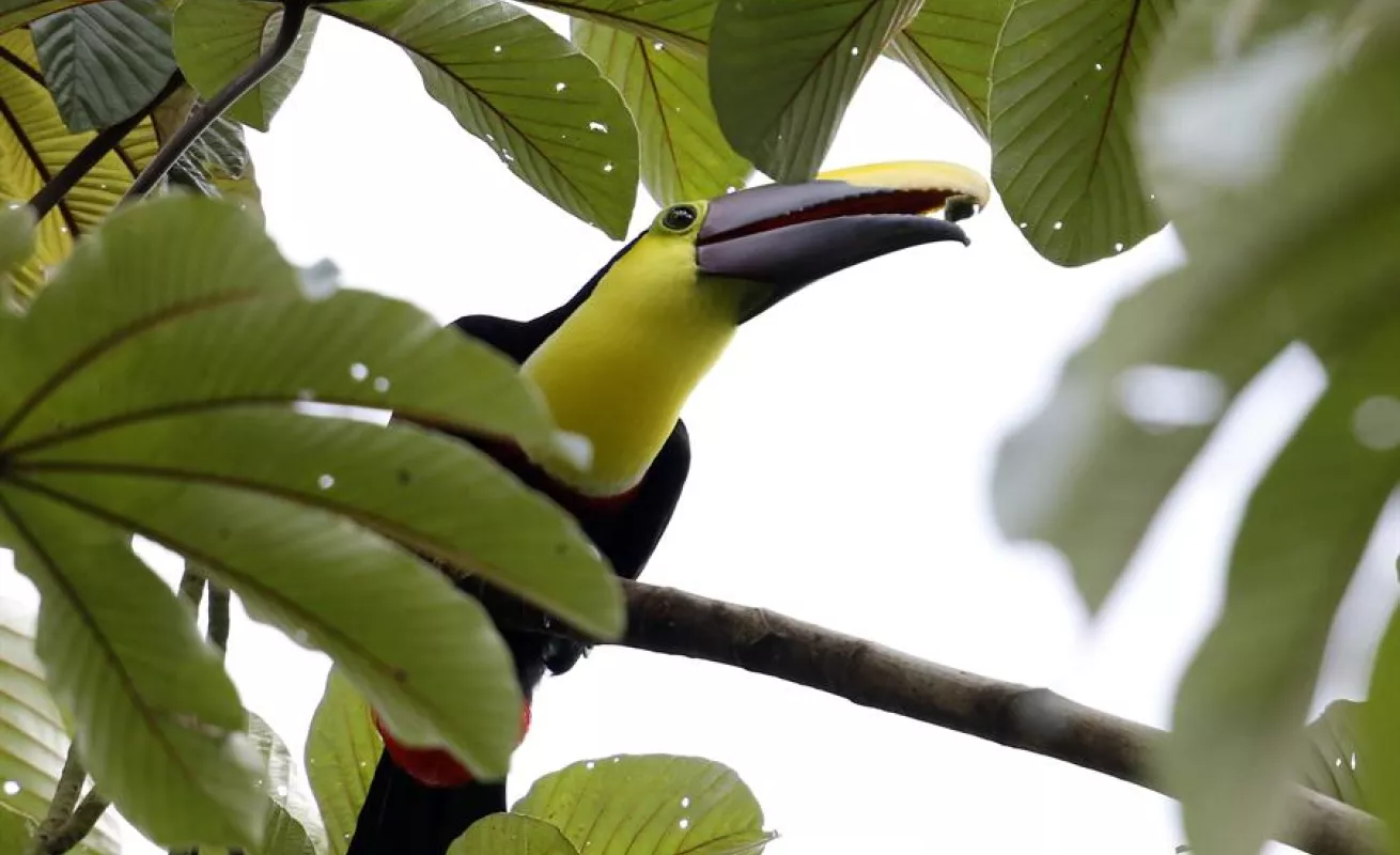 Conservar 30% del planeta al 2030, la vía para enfrentar el cambio climático
