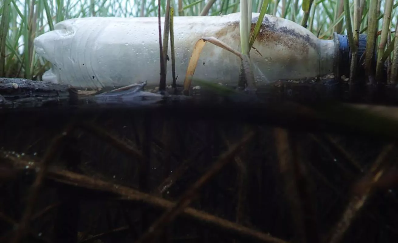 Conservar 30% del planeta al 2030, la vía para enfrentar el cambio climático