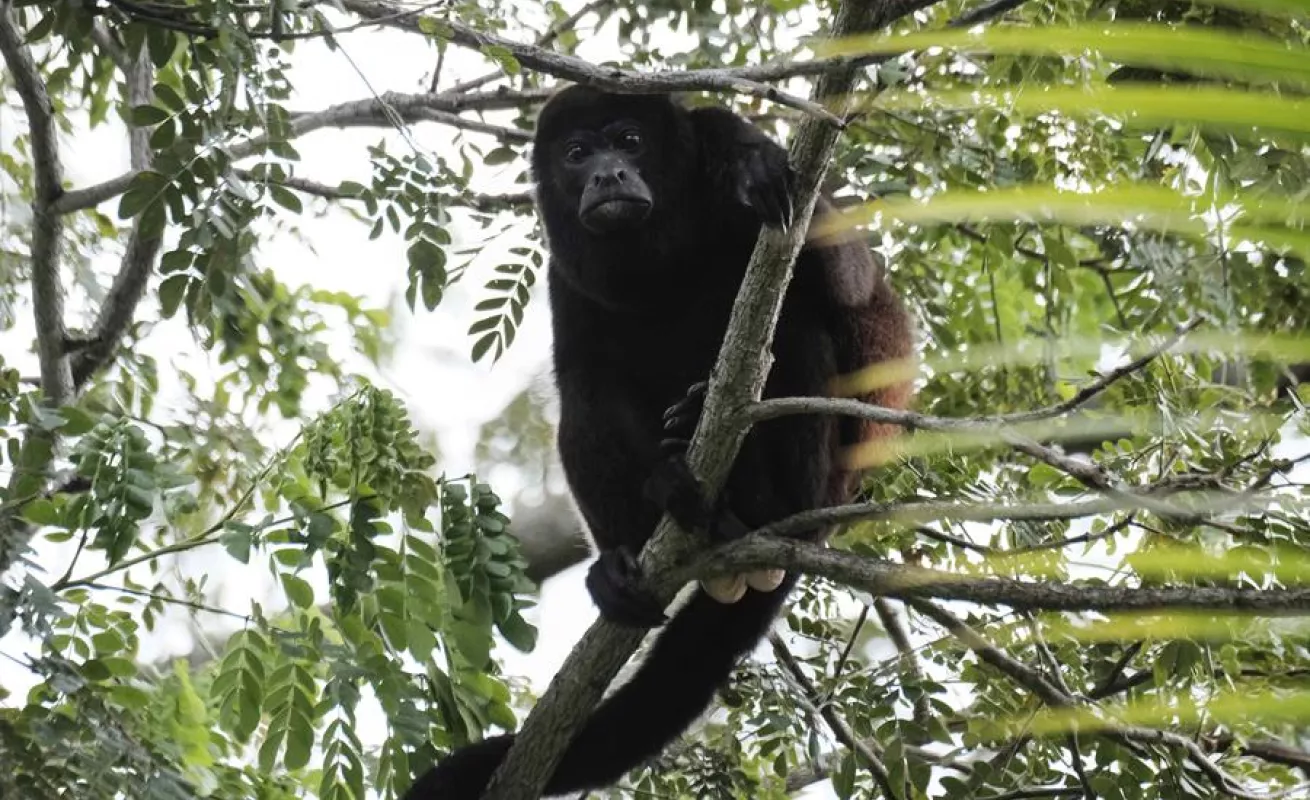 Conservar 30% del planeta al 2030, la vía para enfrentar el cambio climático