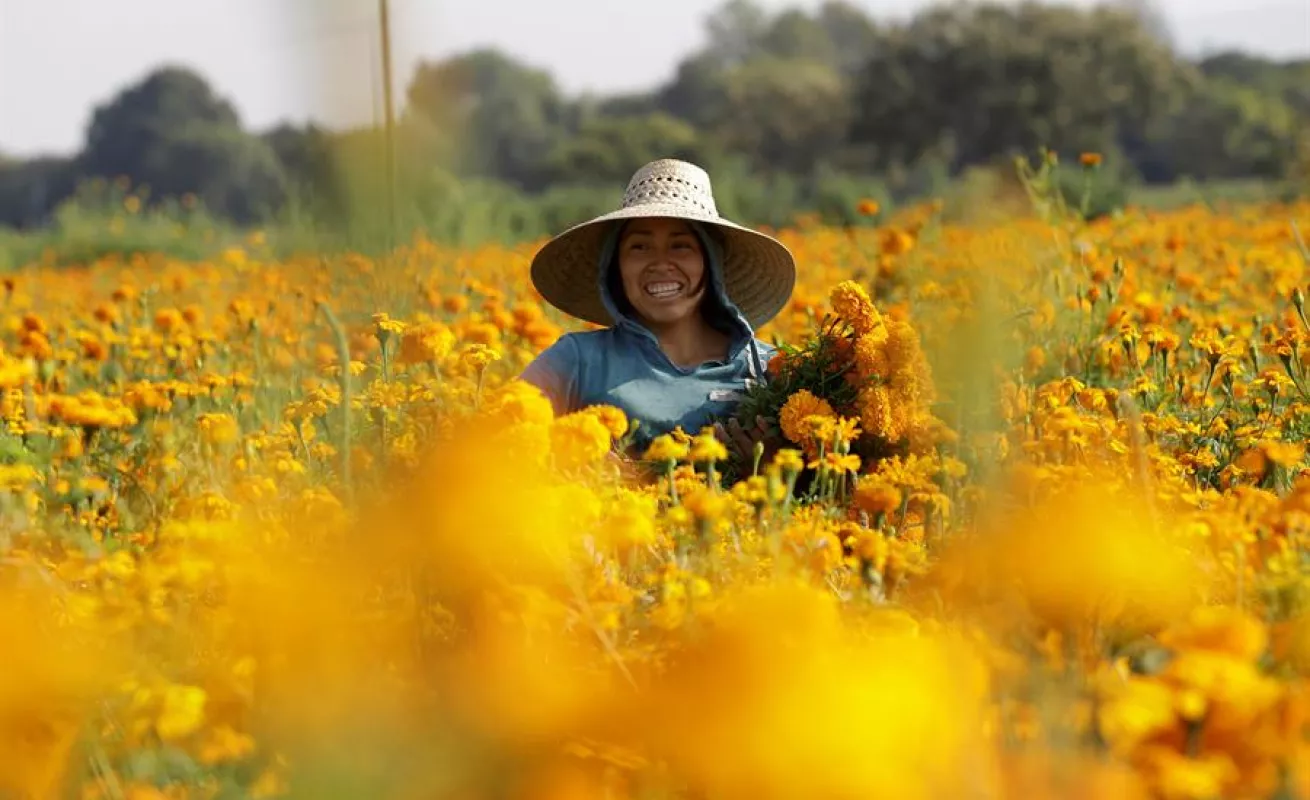 Cempasúchil, el negocio de una flor que simboliza el Día de Muertos en México