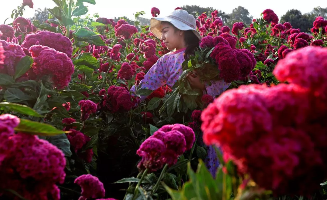 Cempasúchil, el negocio de una flor que simboliza el Día de Muertos en México