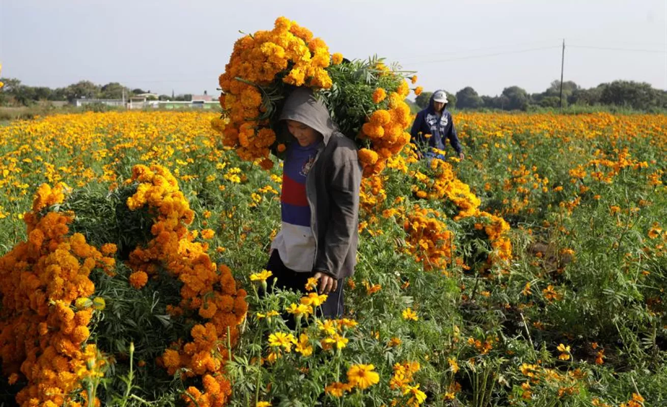 Cempasúchil, el negocio de una flor que simboliza el Día de Muertos en México