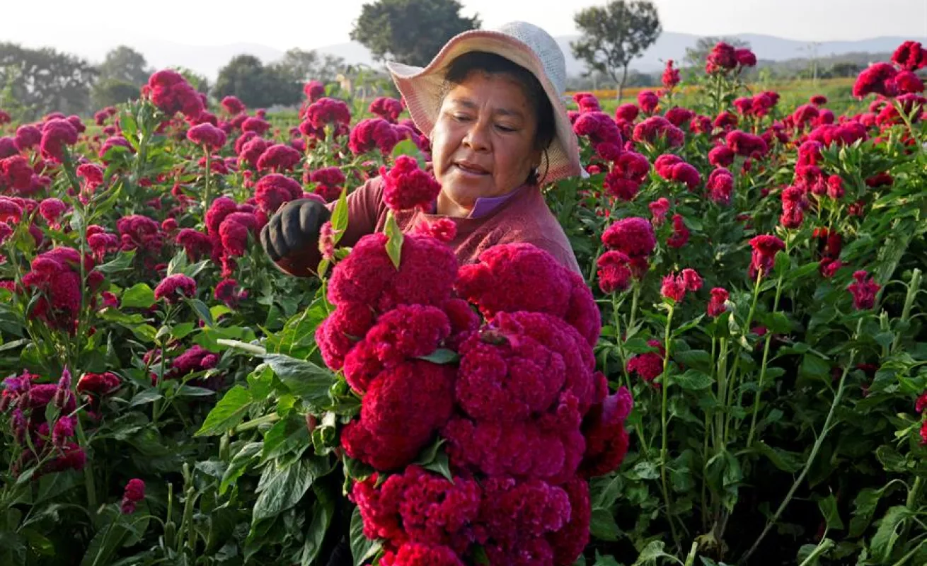 Cempasúchil, el negocio de una flor que simboliza el Día de Muertos en México