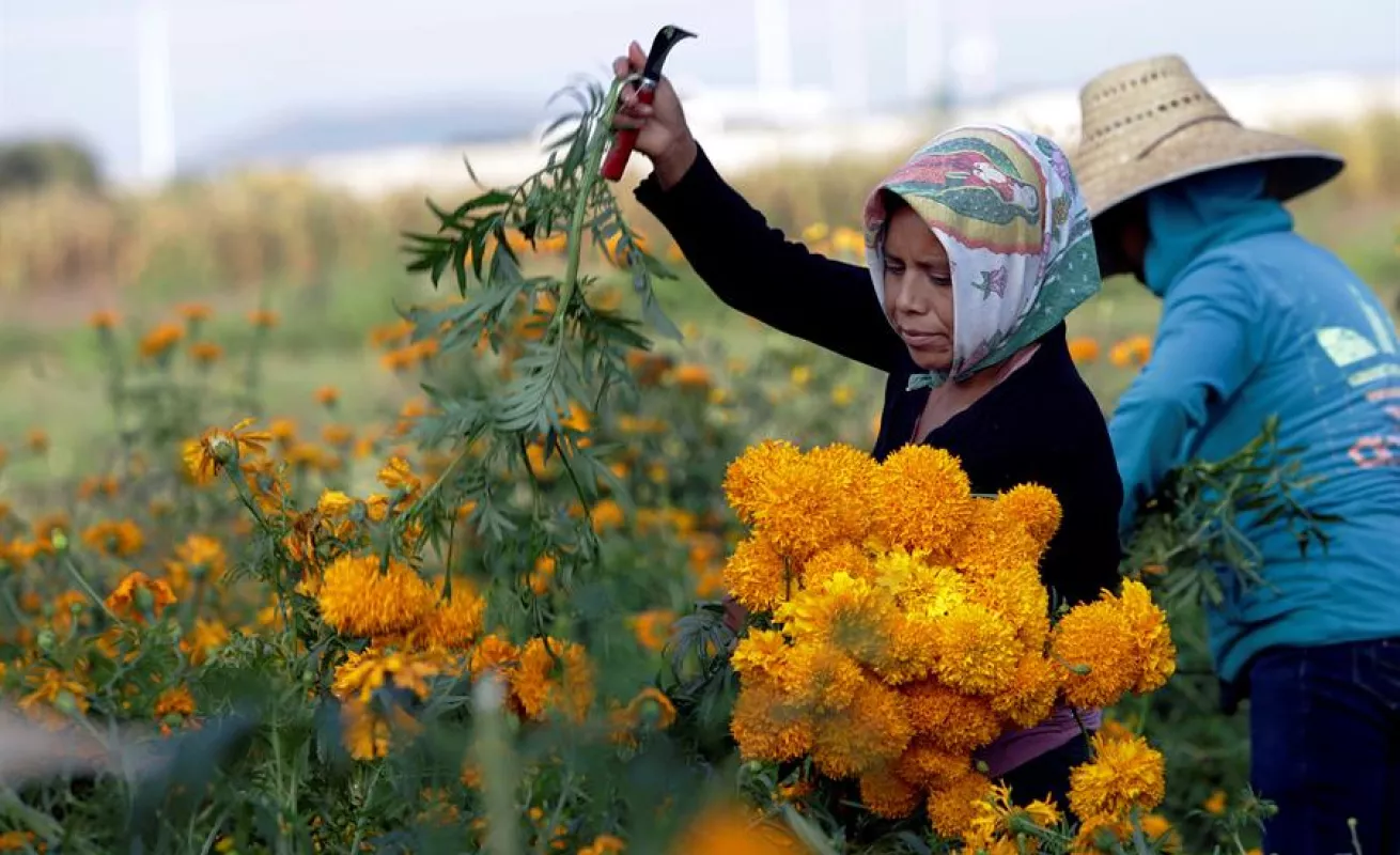 Cempasúchil, el negocio de una flor que simboliza el Día de Muertos en México
