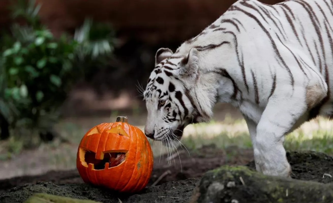 Celebración de Halloween en el zoológico La Aurora en Guatemala