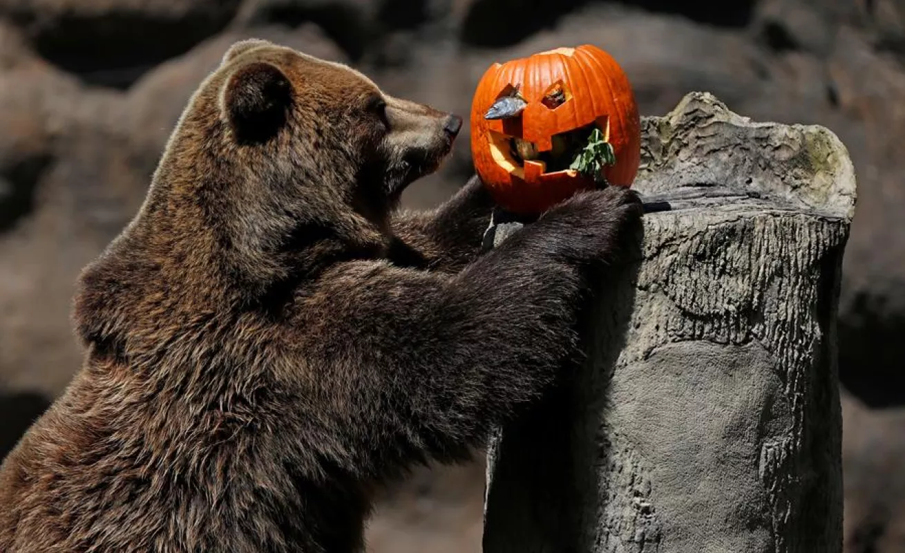 Celebración de Halloween en el zoológico La Aurora en Guatemala