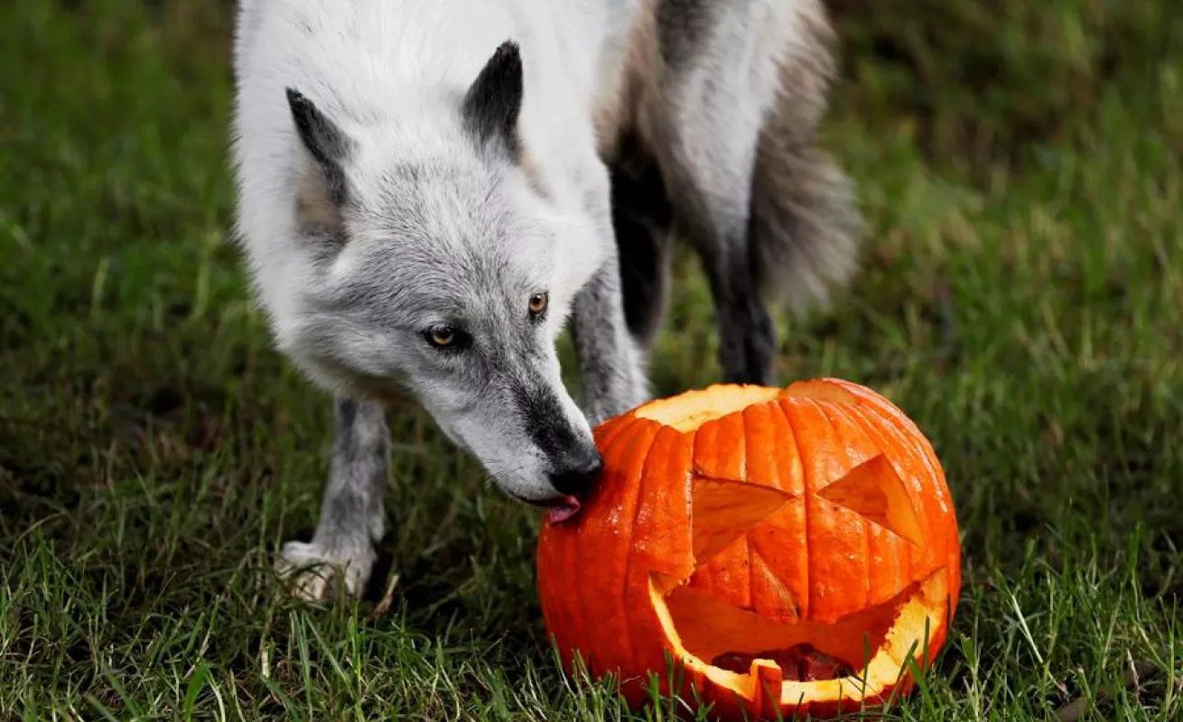 Celebración de Halloween en el zoológico La Aurora en Guatemala