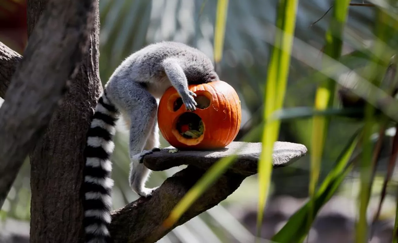 Celebración de Halloween en el zoológico La Aurora en Guatemala