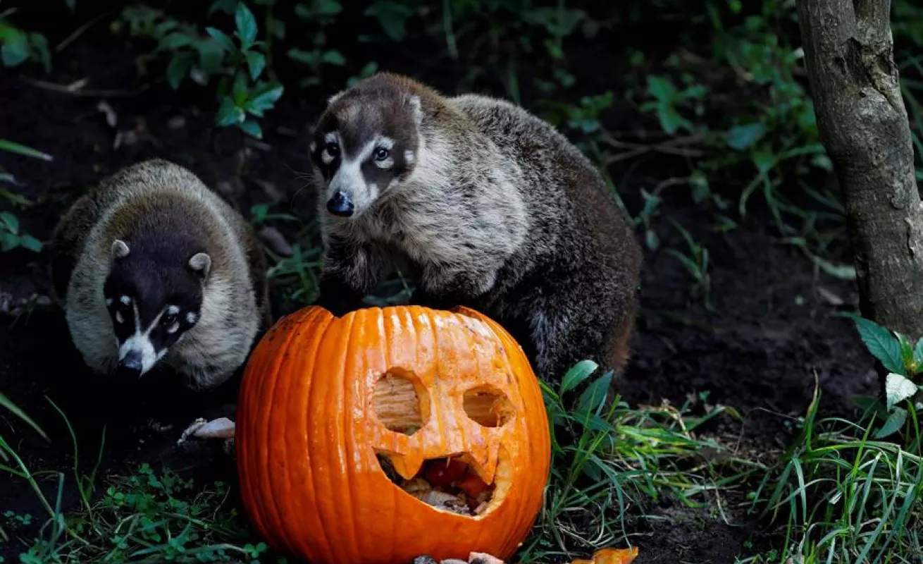Celebración de Halloween en el zoológico La Aurora en Guatemala