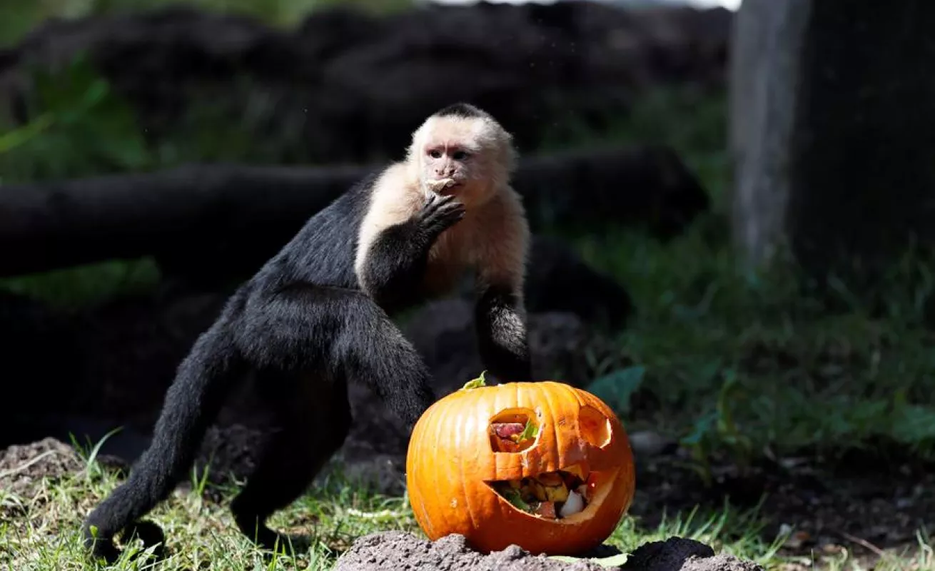 Celebración de Halloween en el zoológico La Aurora en Guatemala