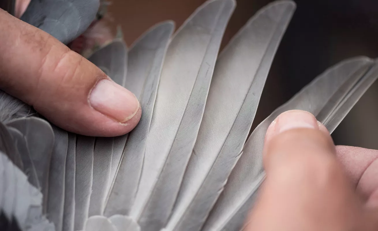 Caricias y susurros virtuales, el nuevo fenómeno de Internet