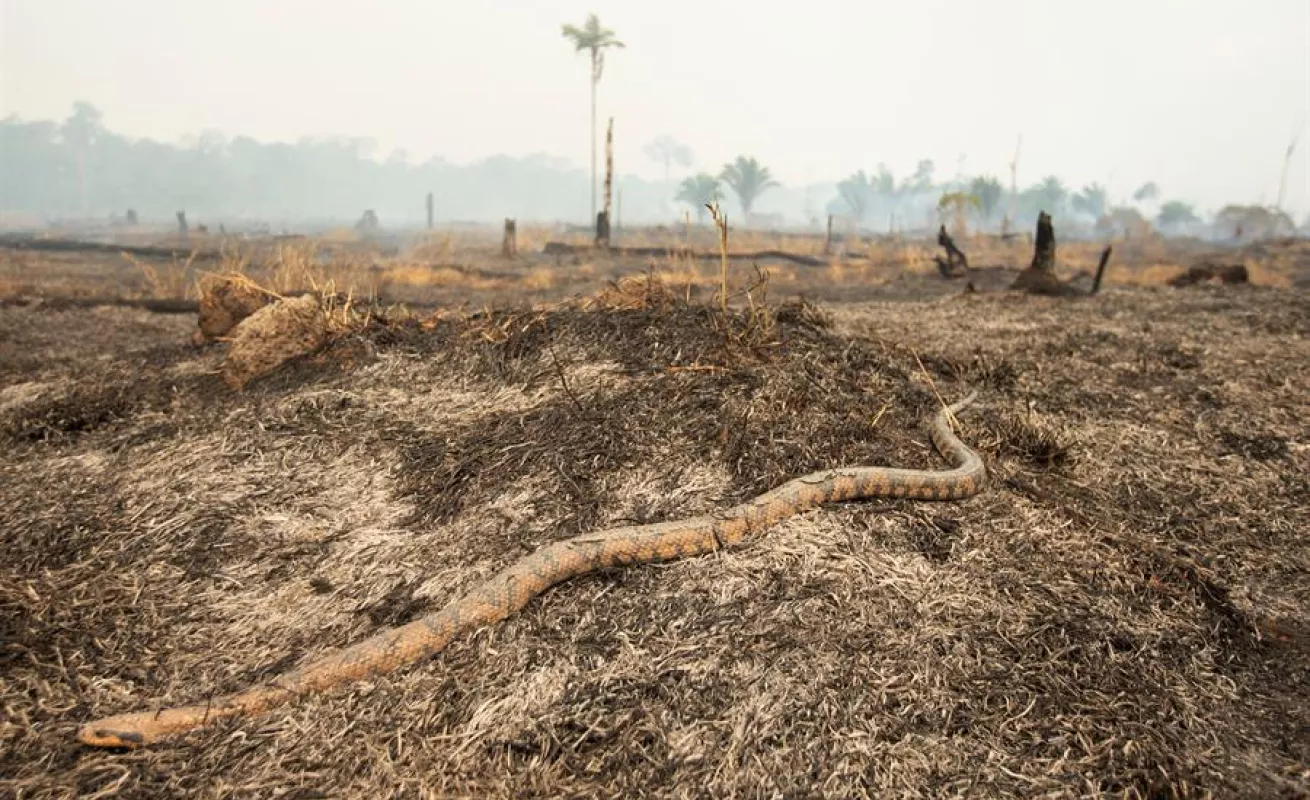 Los momentos más impactantes de América en este 2019