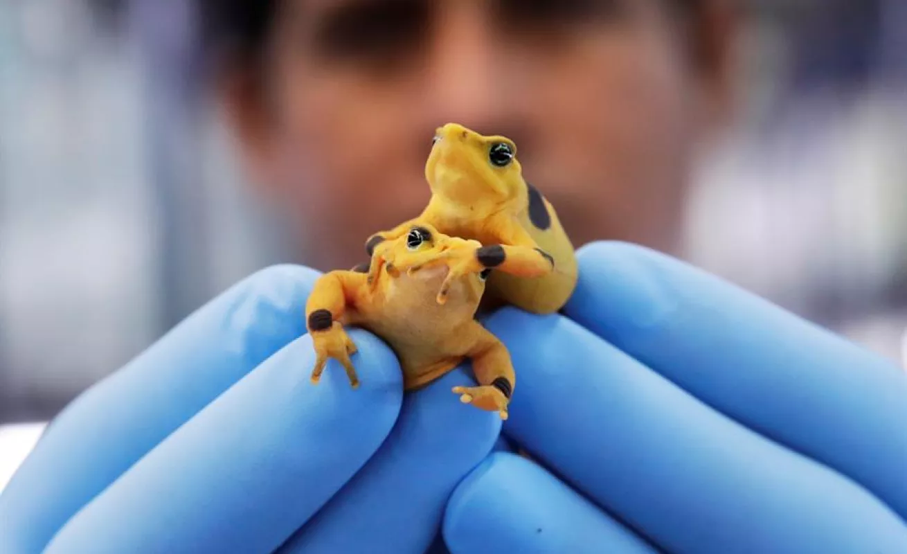 Los momentos más impactantes de América en este 2019