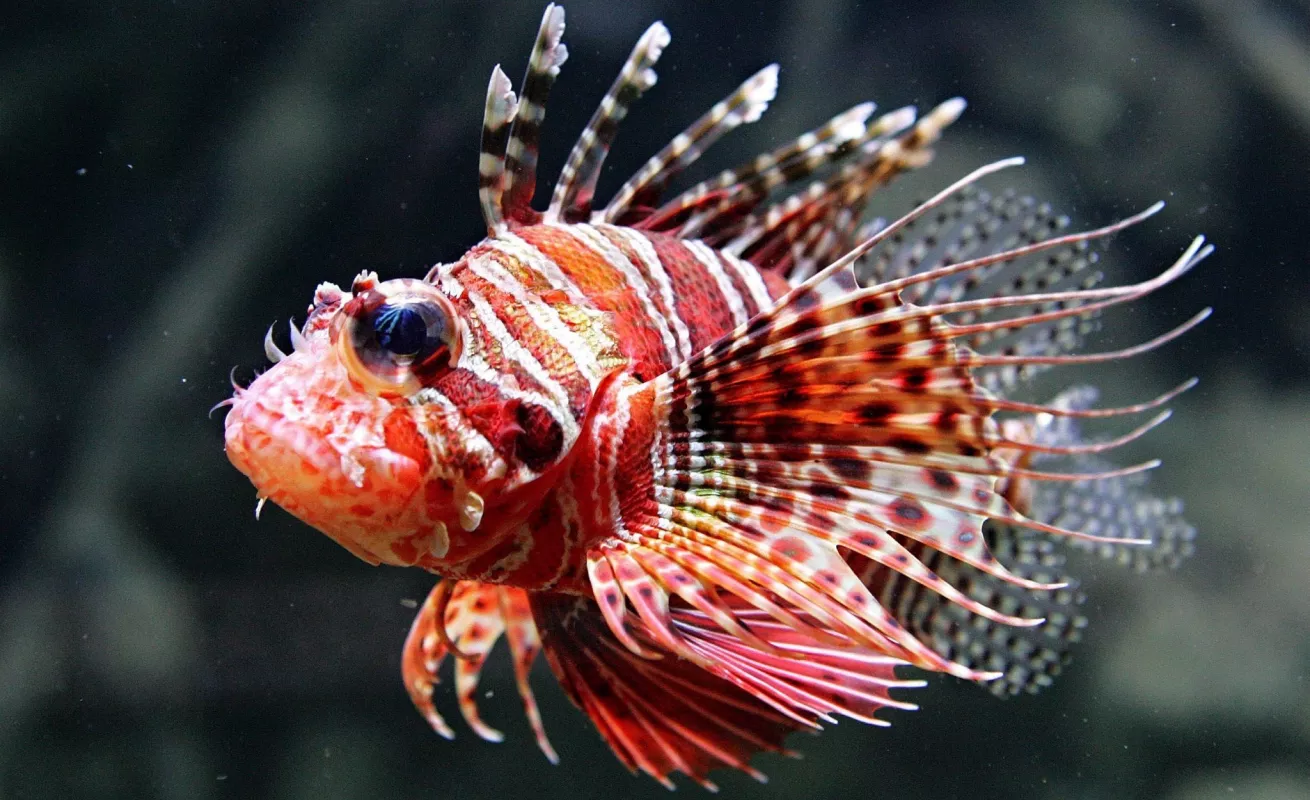 Especies invasoras en América Latina