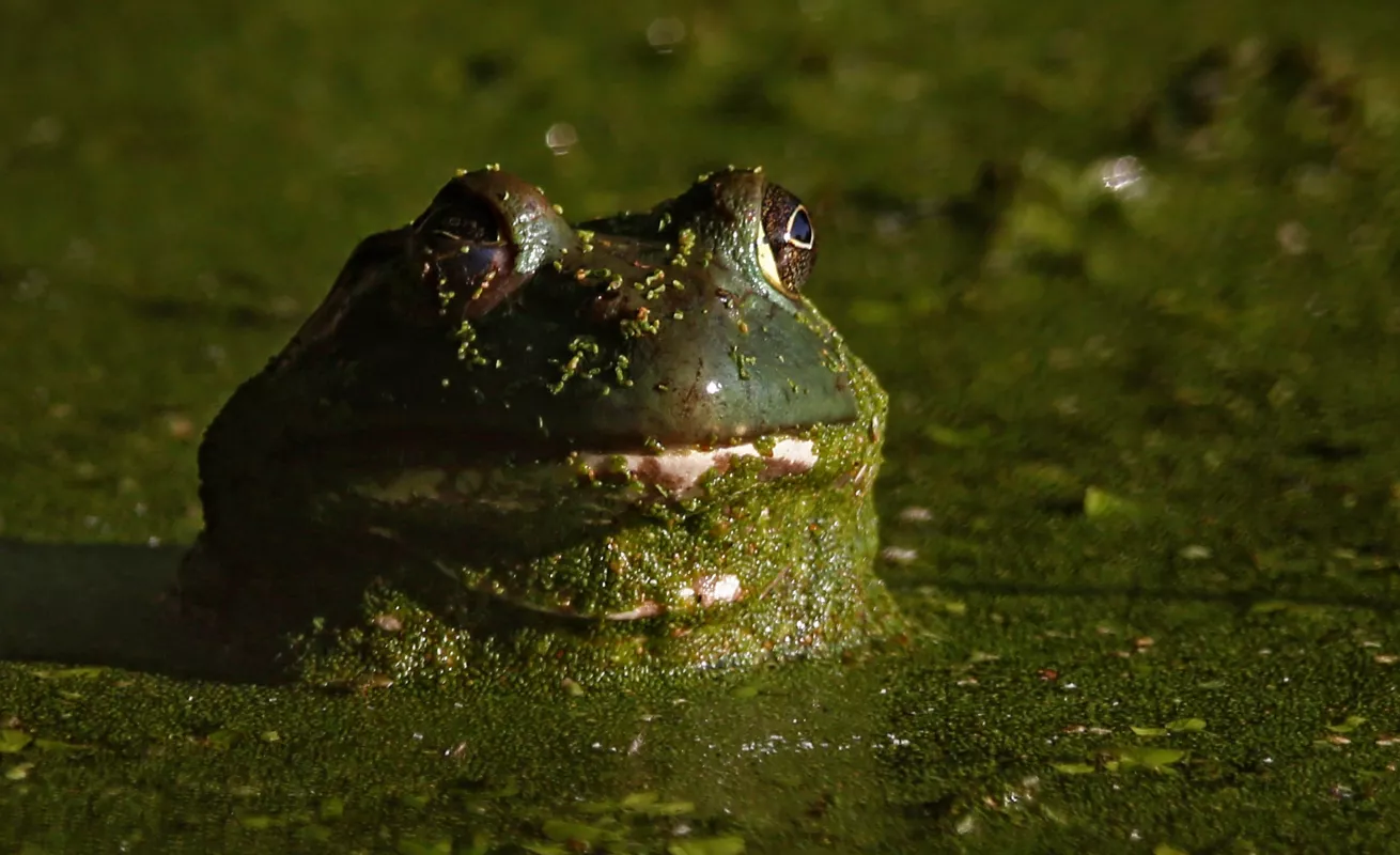 Especies invasoras en América Latina