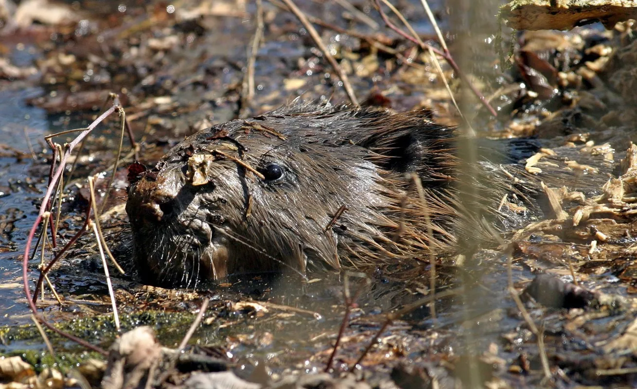 Especies invasoras en América Latina