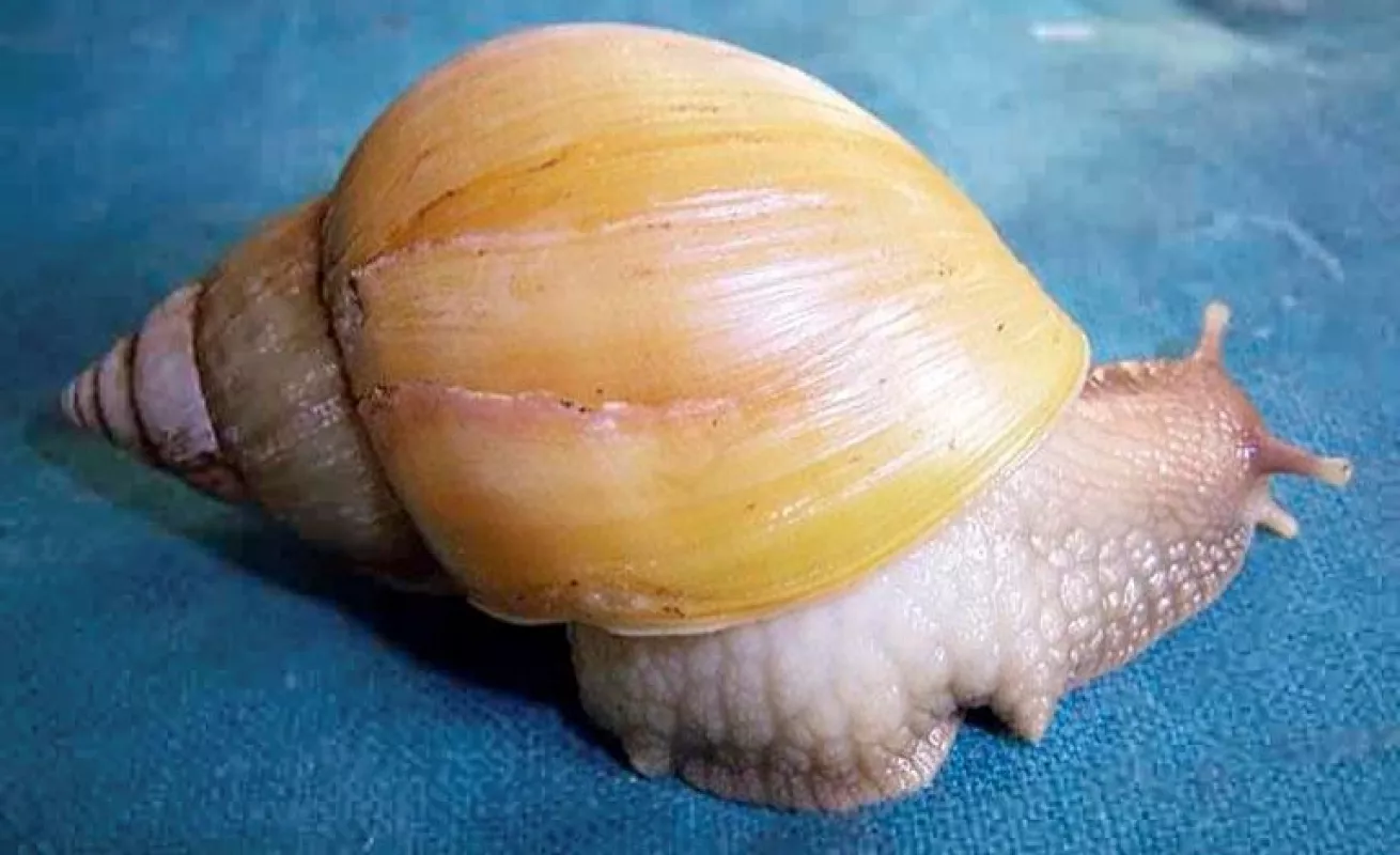 Especies invasoras en América Latina