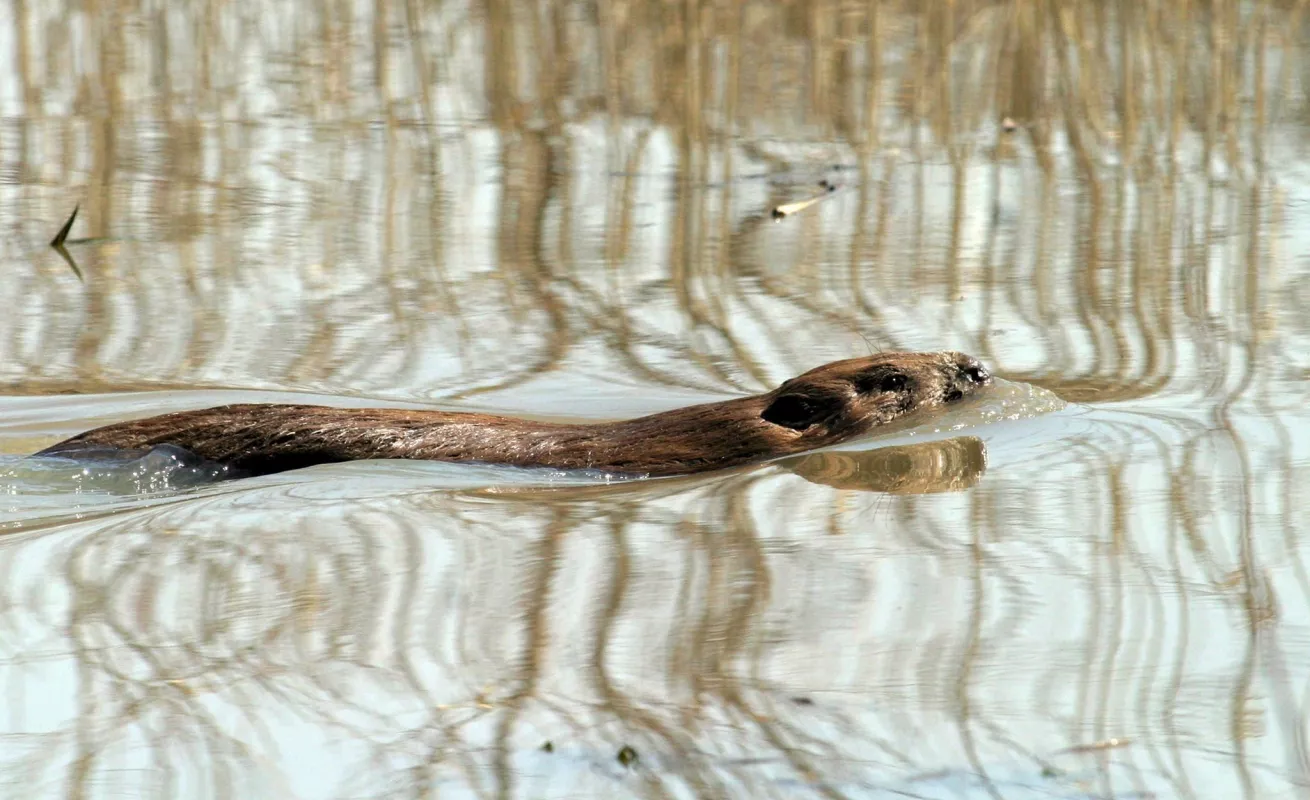 Especies invasoras en América Latina