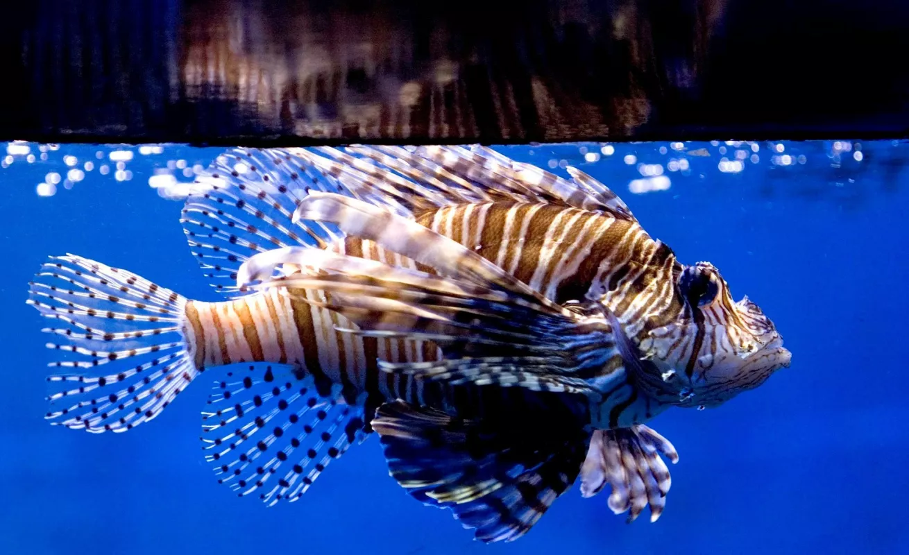 Especies invasoras en América Latina