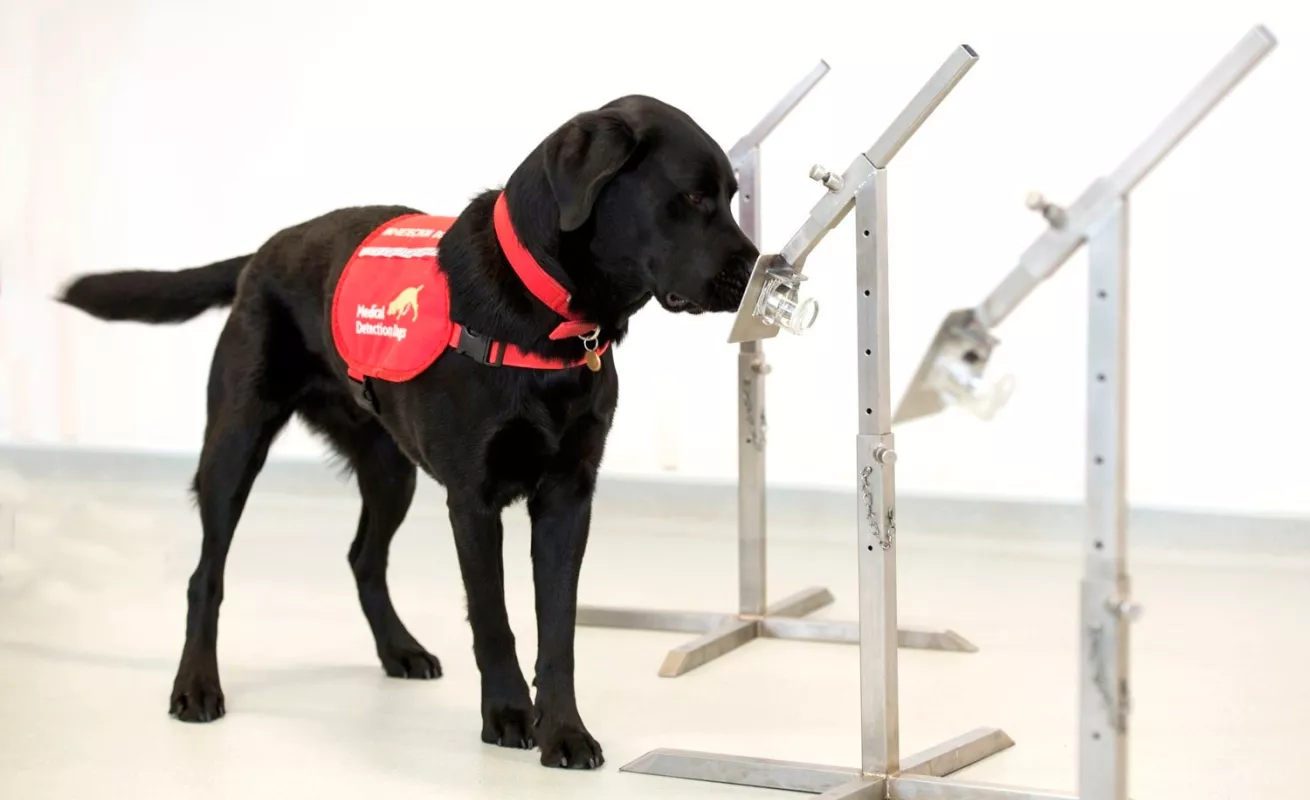 Perros entrenados para olfatear al COVID-19