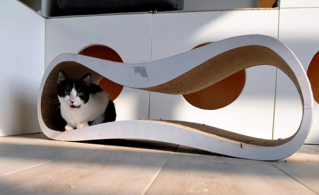 Mi mascota, el aislamiento y yo