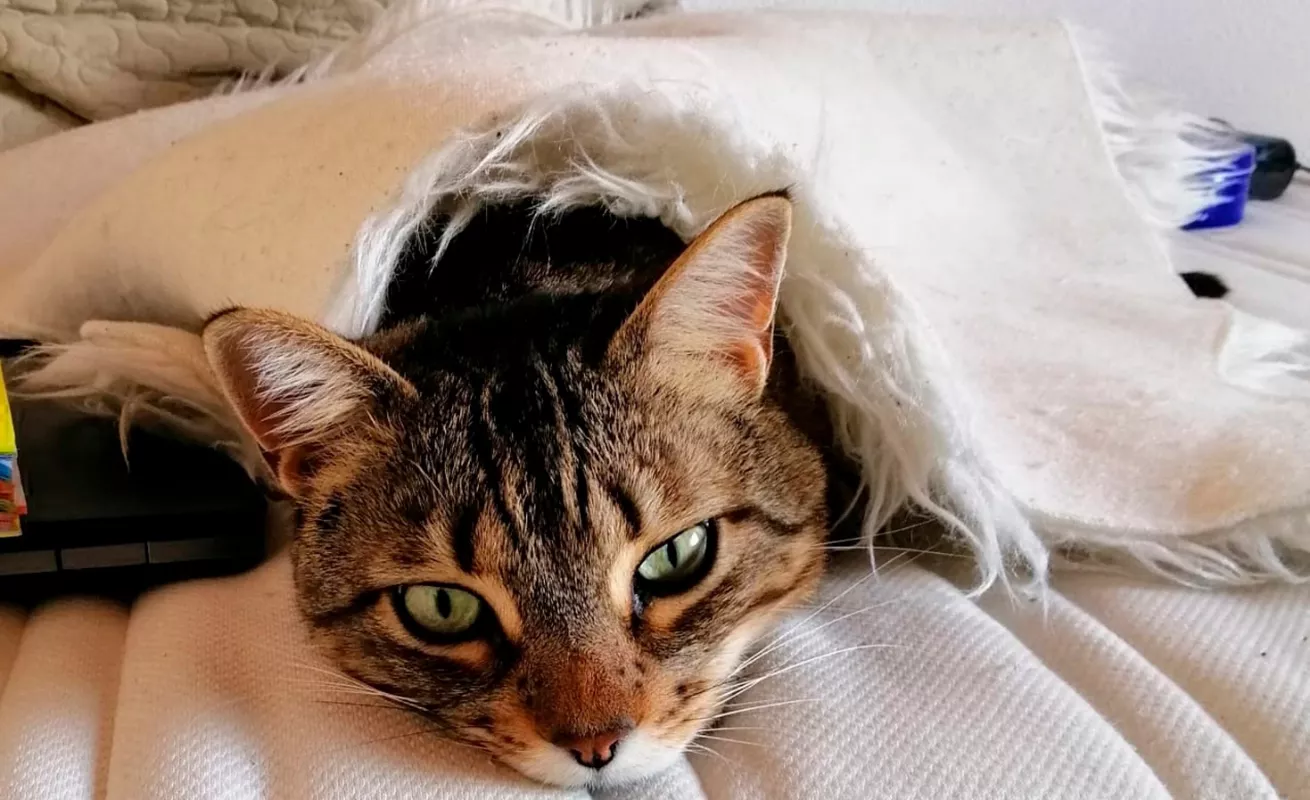 Mi mascota, el aislamiento y yo