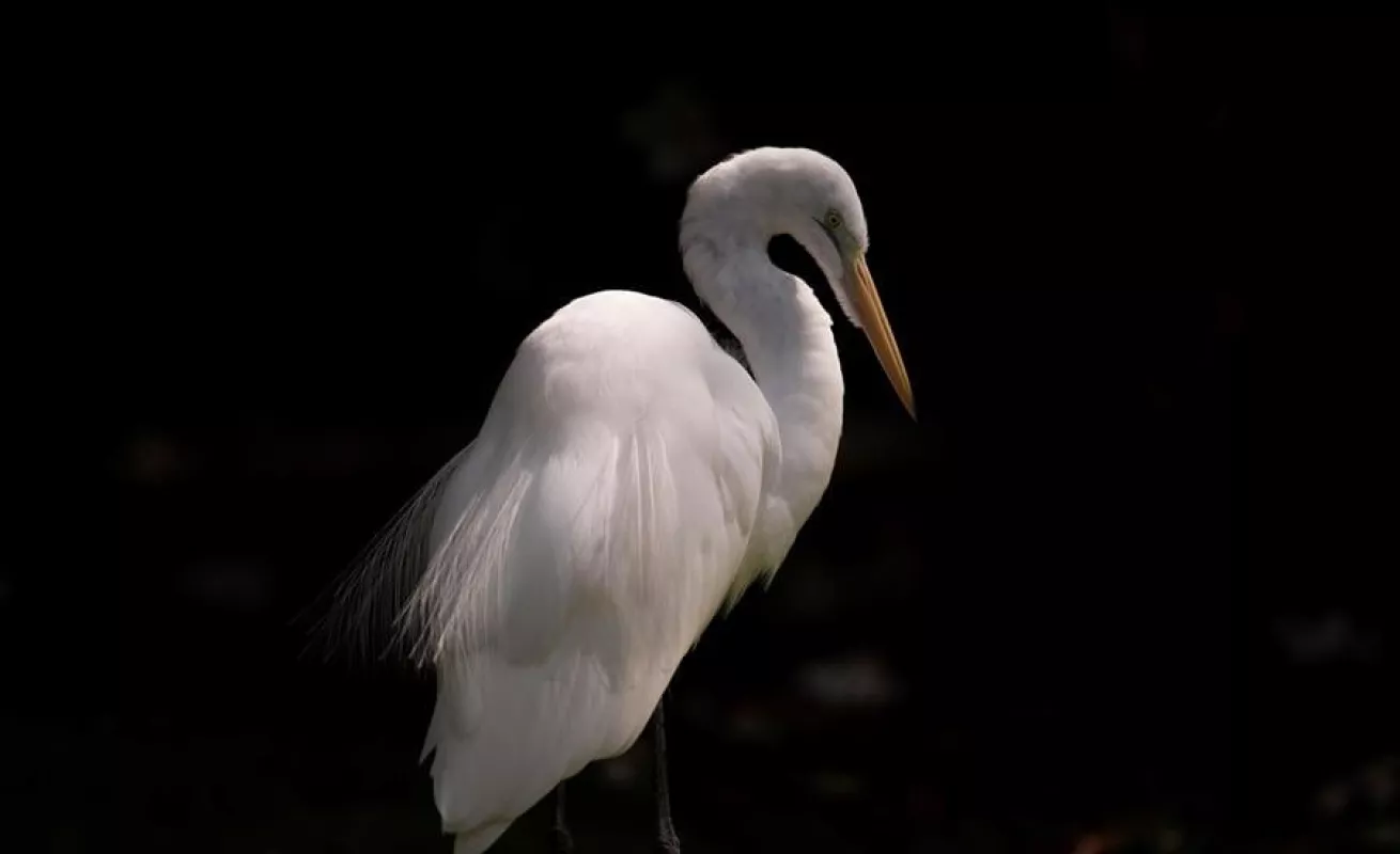 Autoridades panameñas aseguran cuidado de cientos de animales en Parque Municipal en medio de COVID-19