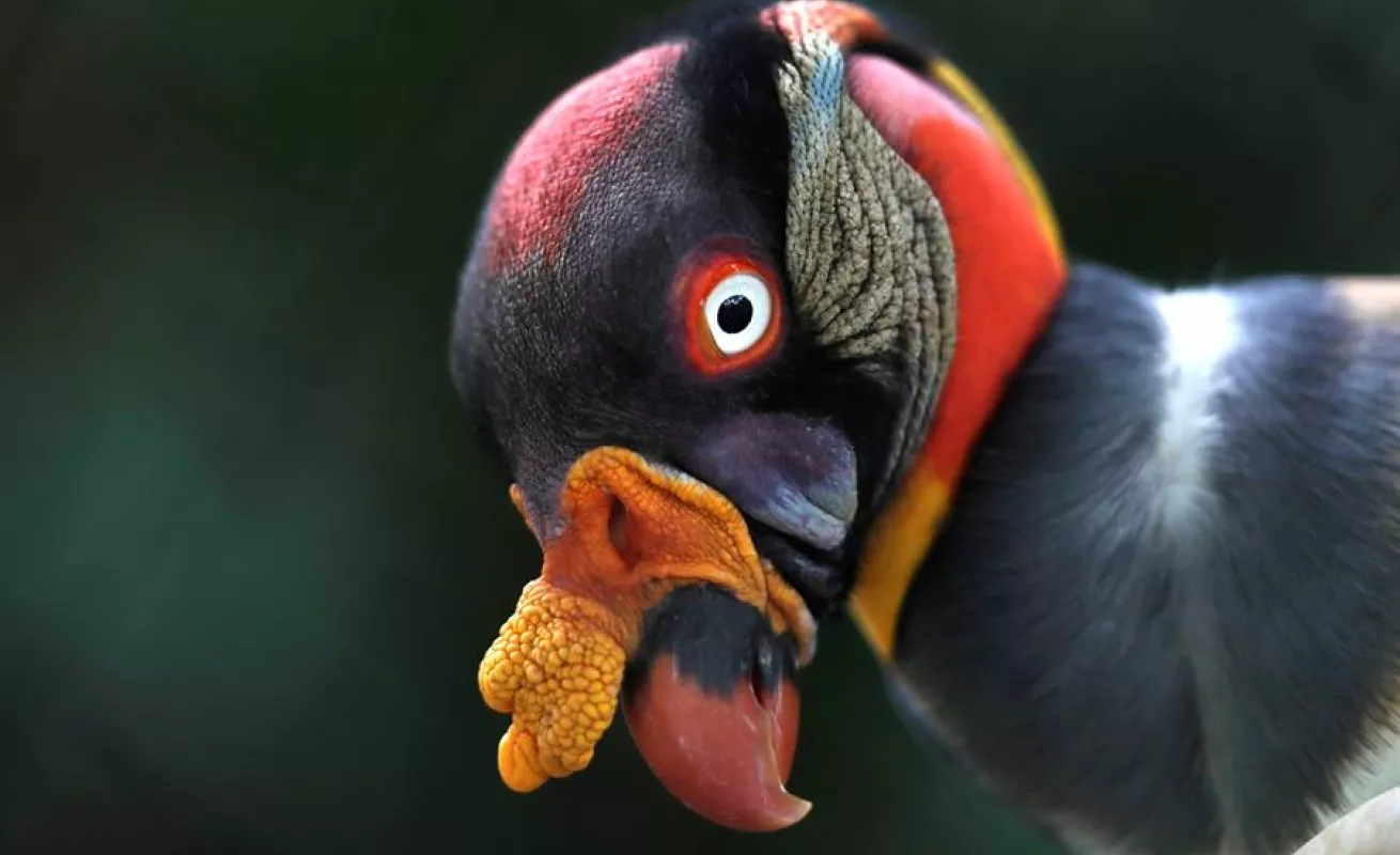 Autoridades panameñas aseguran cuidado de cientos de animales en Parque Municipal en medio de COVID-19