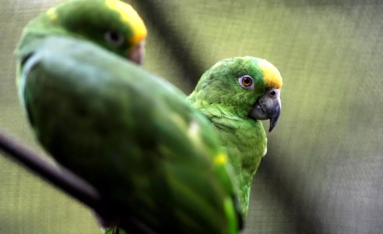 Autoridades panameñas aseguran cuidado de cientos de animales en Parque Municipal en medio de COVID-19