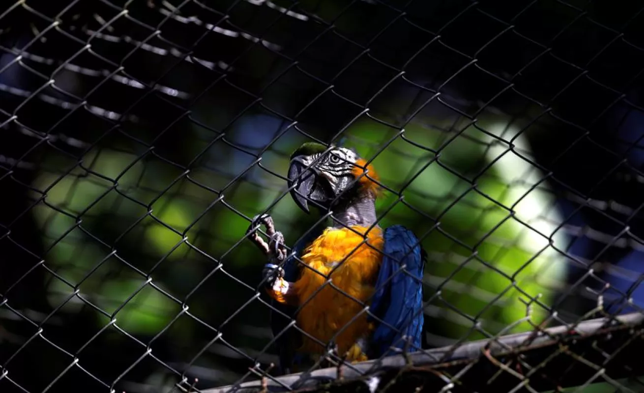Autoridades panameñas aseguran cuidado de cientos de animales en Parque Municipal en medio de COVID-19