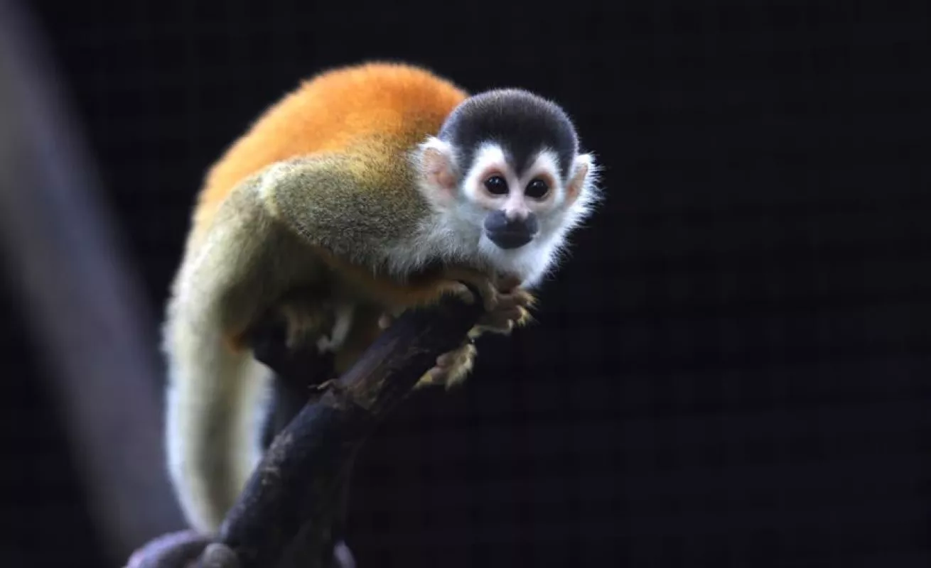 Autoridades panameñas aseguran cuidado de cientos de animales en Parque Municipal en medio de COVID-19