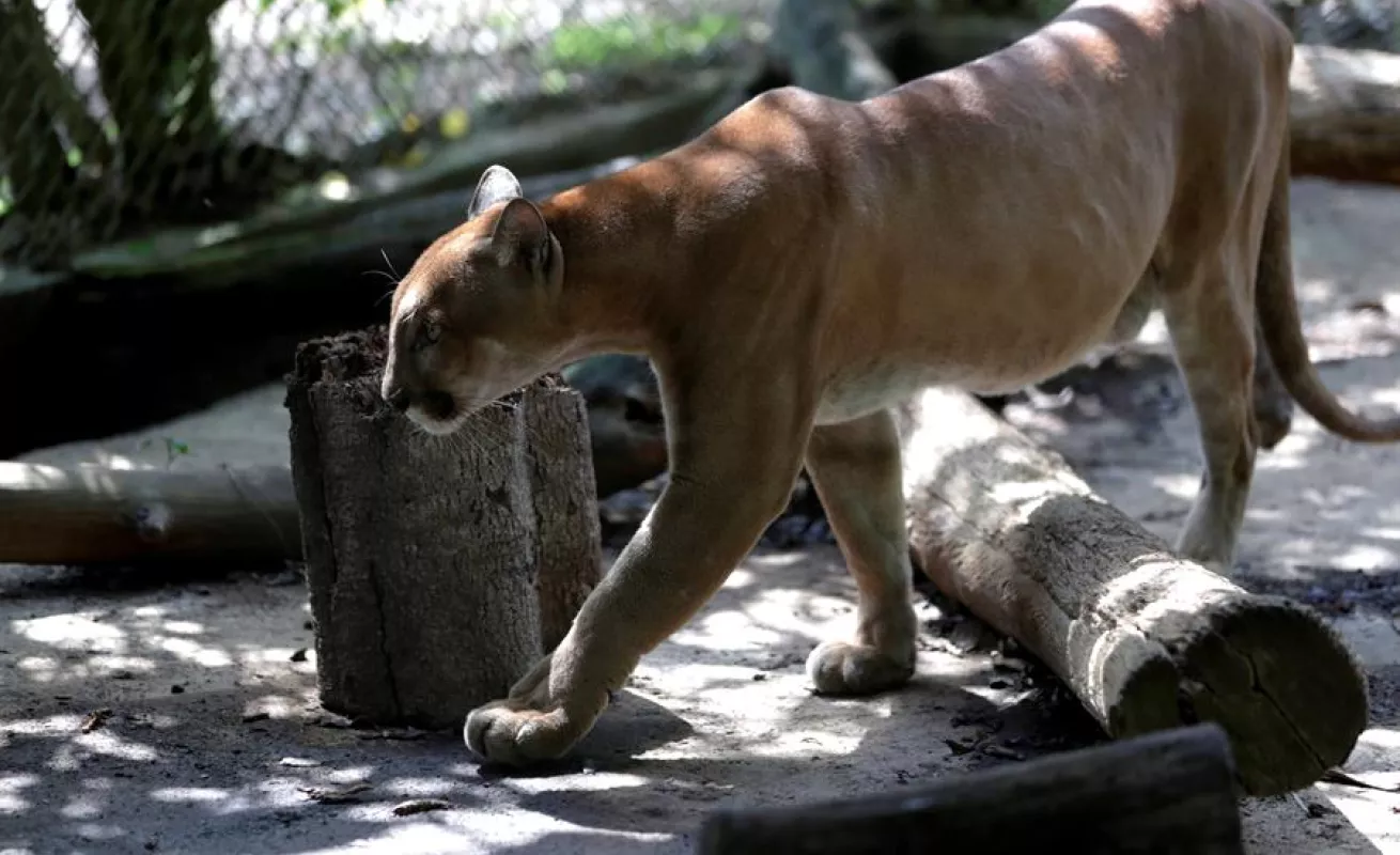 Autoridades panameñas aseguran cuidado de cientos de animales en Parque Municipal en medio de COVID-19