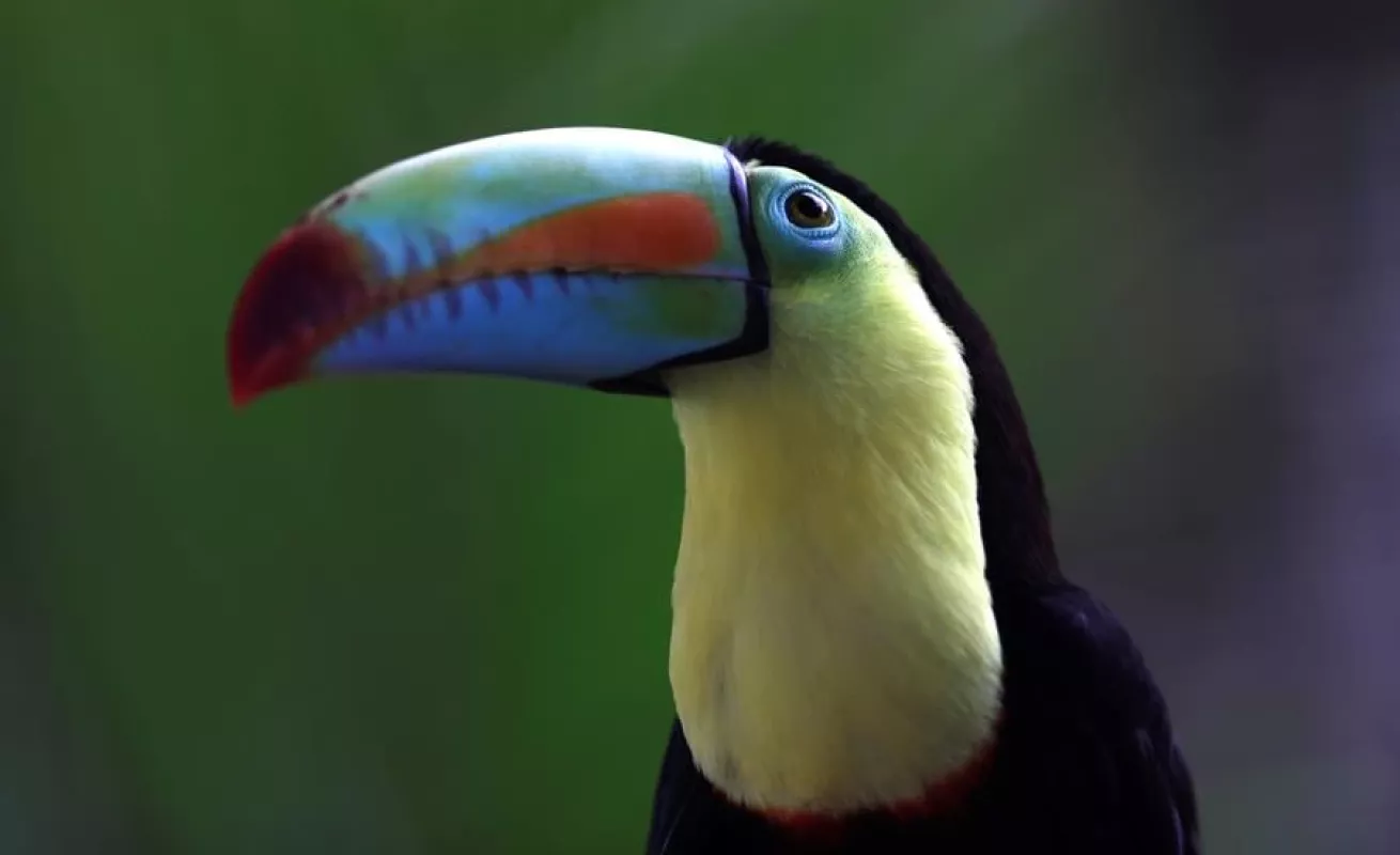 Autoridades panameñas aseguran cuidado de cientos de animales en Parque Municipal en medio de COVID-19