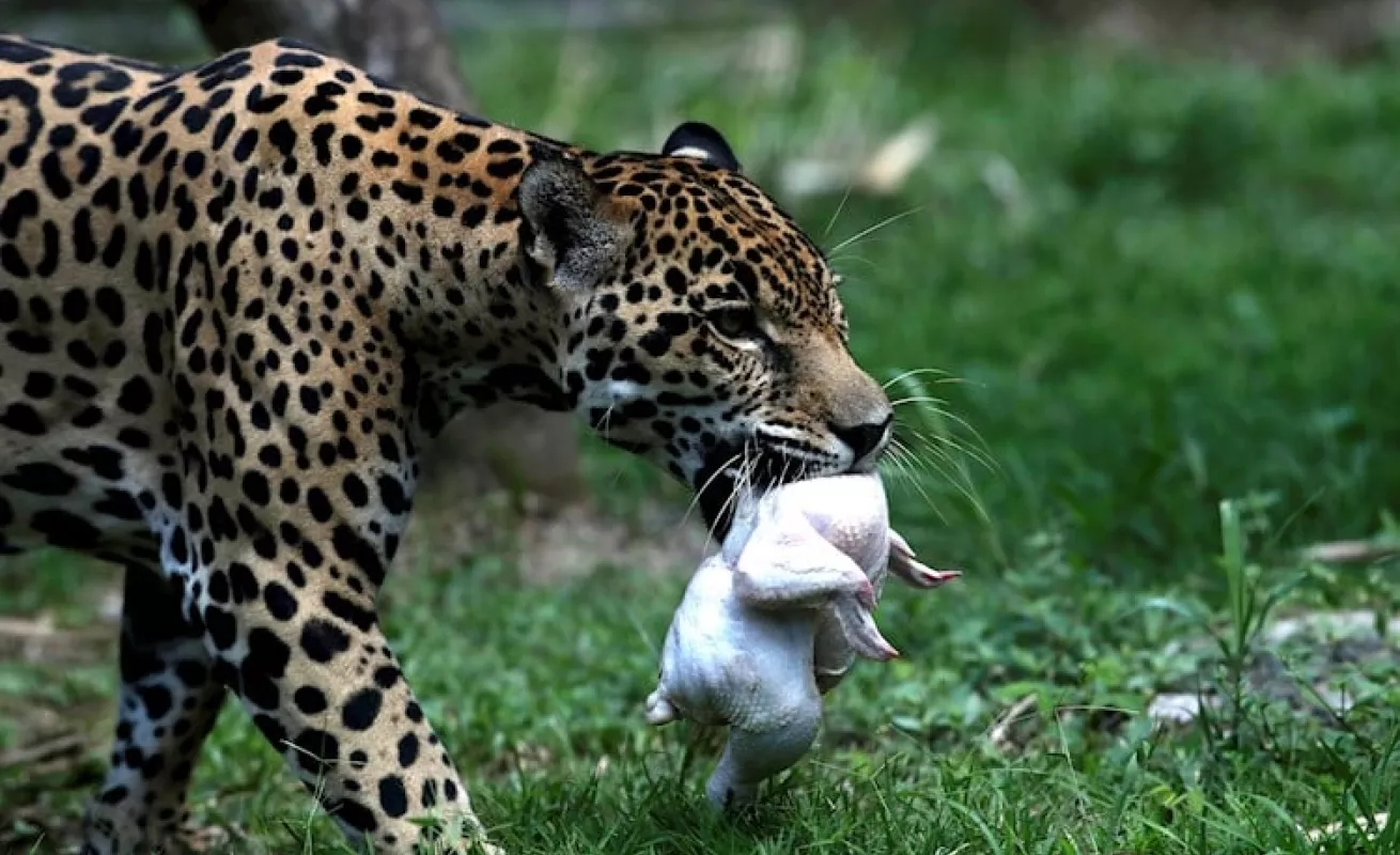  Animales del Parque Municipal Summit en solitario 