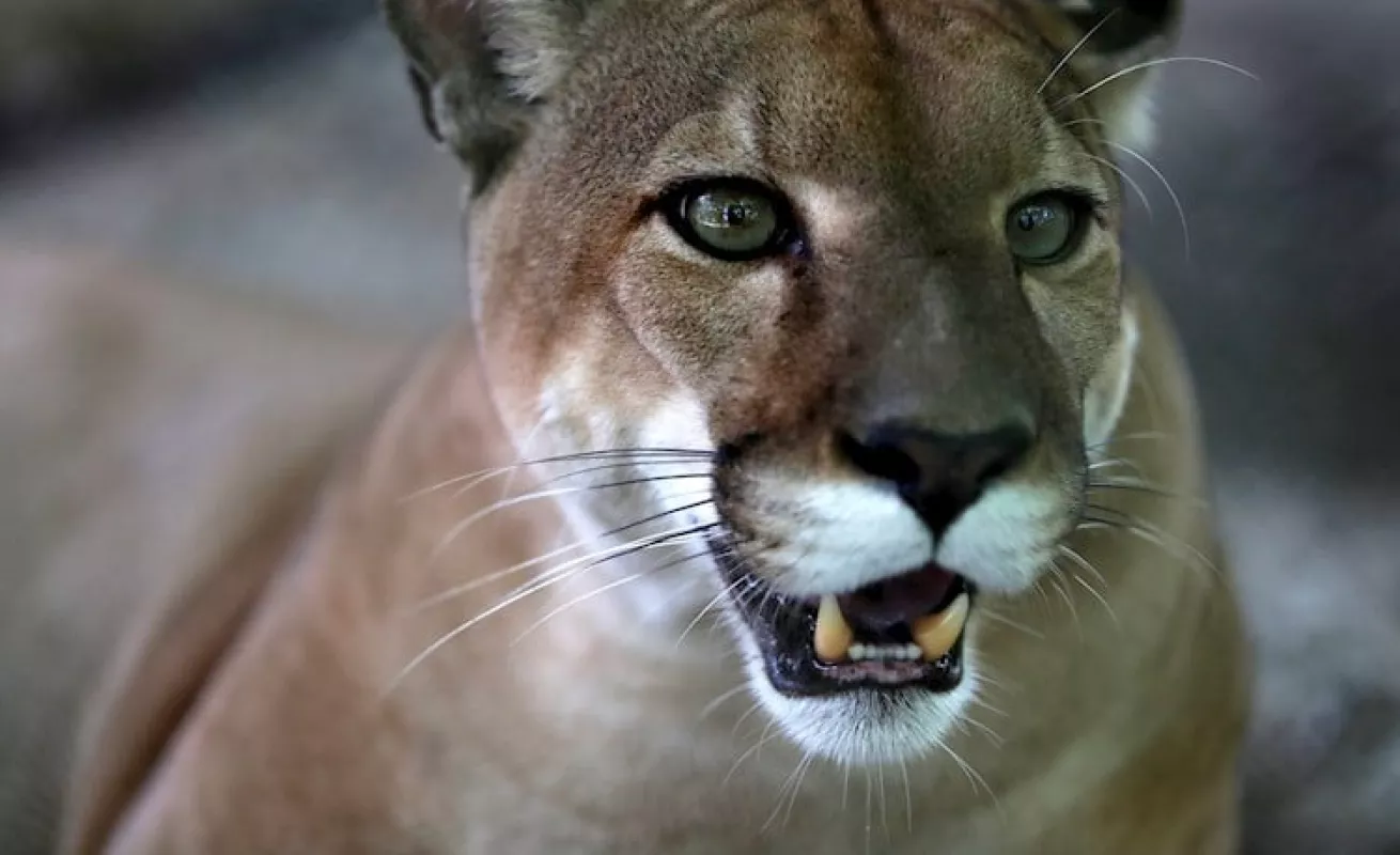  Animales del Parque Municipal Summit en solitario 