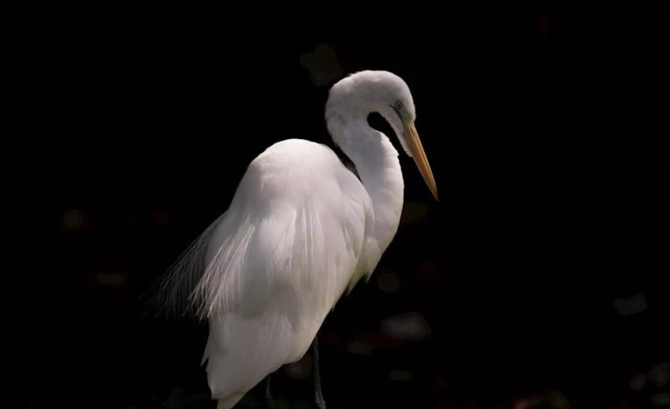  Animales del Parque Municipal Summit en solitario 