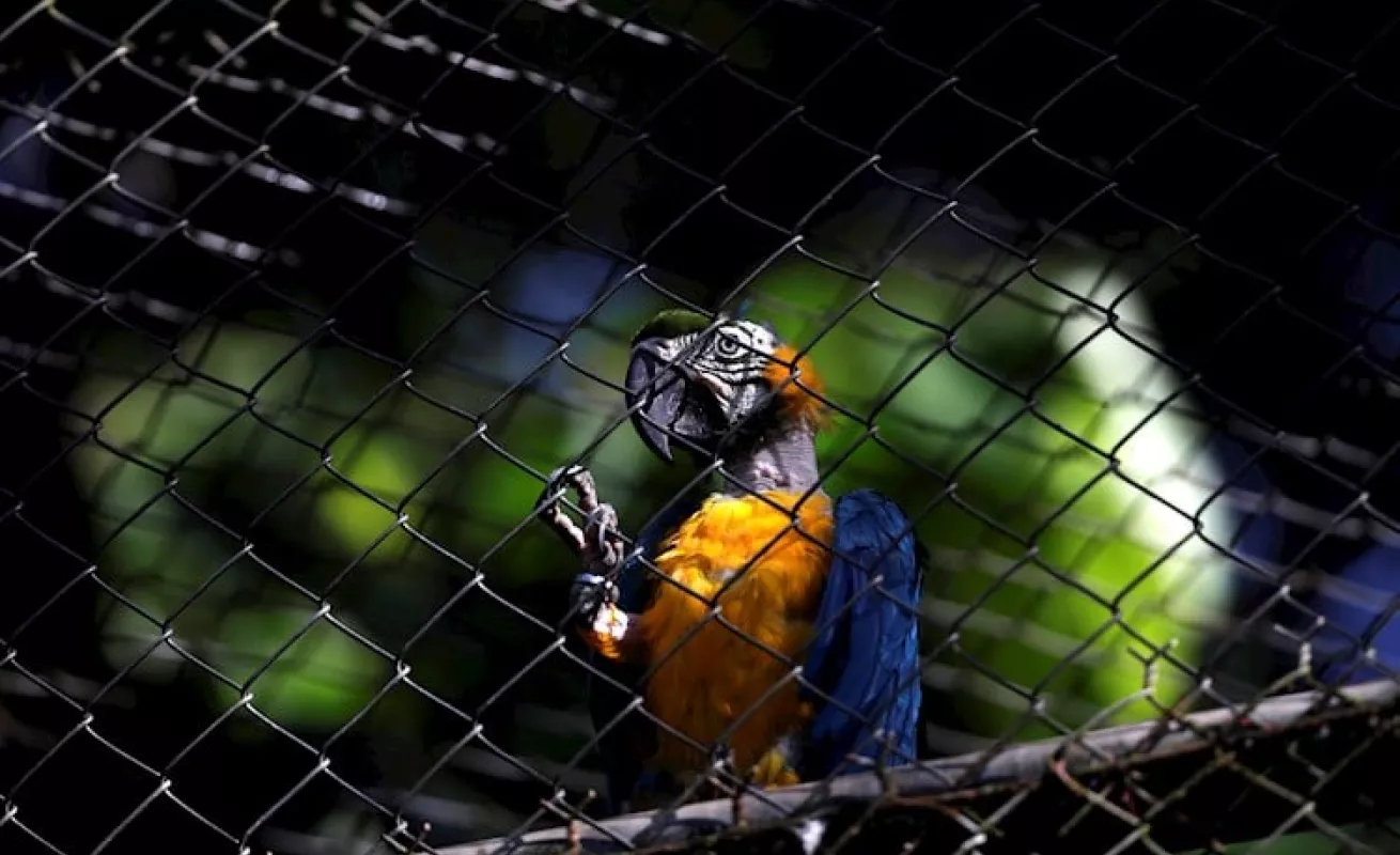  Animales del Parque Municipal Summit en solitario 